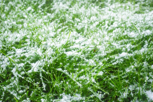 First snow on the grass at the beginning of winter. Selective focus