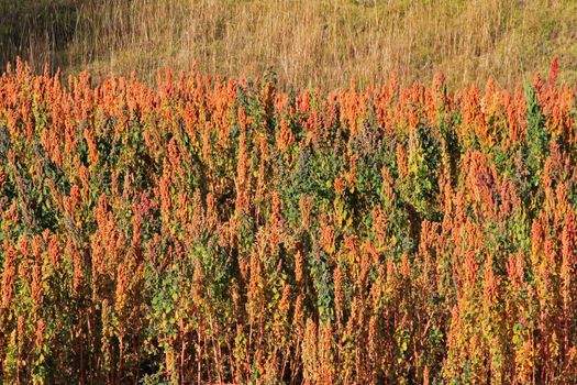 Red and yellow quinoa field in the andean highlands of Peru near Cusco