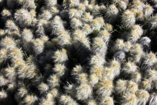 Detail of a cactus in the andean mountains of Peru
