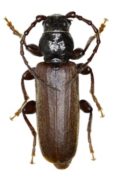 Black Spruce Longhorn Beetle  on white Background  -  Tetropium castaneum (Linnaeus, 1758 )