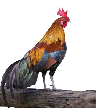 Image of a cock on white background.