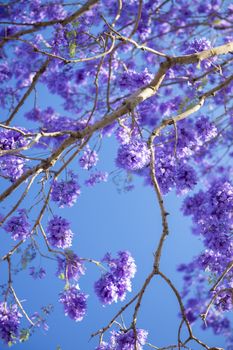 Beautiful deep purple coloured jacaranda tree in bloom in Brisbane, Queensland.