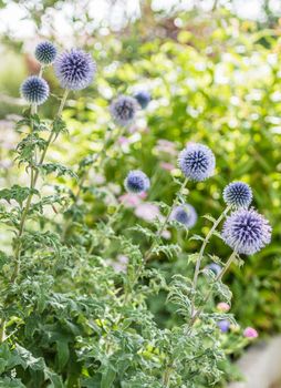 blue beautiful flowers growing in green garden