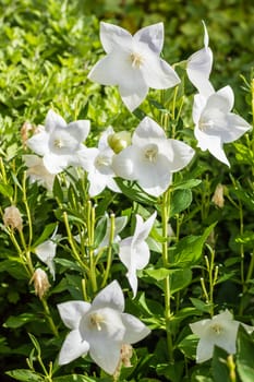 white beautiful flowers growing in the green garden