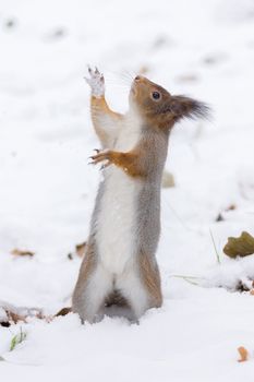 the photograph shows a squirrel on a tree