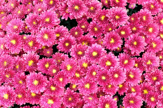 Close up of a chrysanthemum plant full of flowers