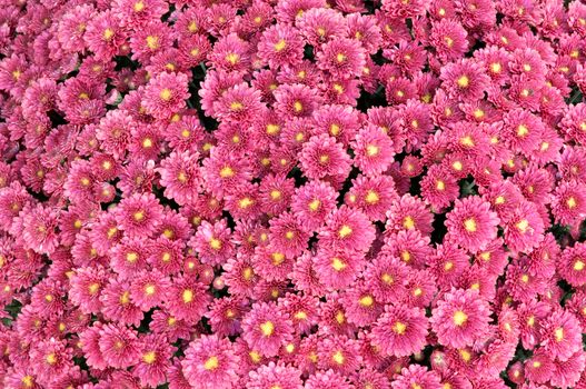 Close up of a chrysanthemum plant full of flowers