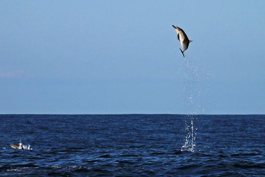 Common Dolphin jumping in the sea of Costa Rica out of Playa Garza