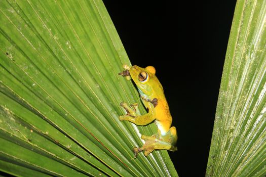 Green and yellow colored palm tree frog sitting on a palm leaf in Mindo, Ecuador