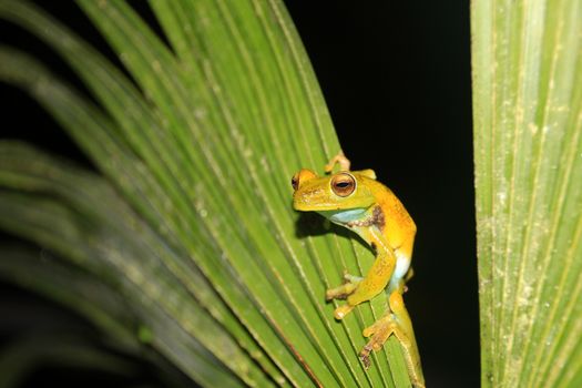 Green and yellow colored palm tree frog sitting on a palm leaf in Mindo, Ecuador