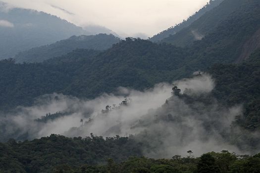 Cloudforest in the ecuadorian mountains. On the way down to the amazonas basin.