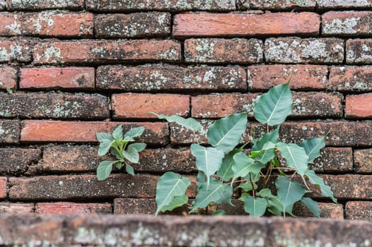 Plant and Bodhi tree on the old wall background