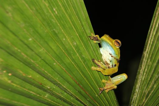 Green and yellow colored palm tree frog sitting on a palm leaf in Mindo, Ecuador