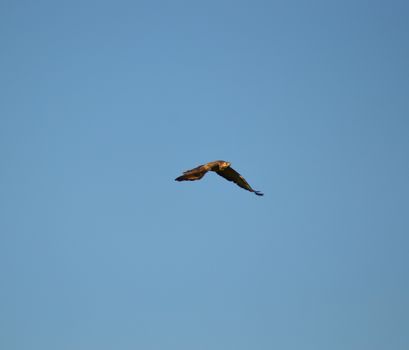 A raptor in flight in a blue sky in Belgium