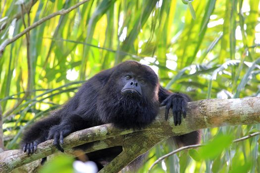 Black howler monkey, aluatta pigra, sitting on a tree in Belize jungle and looking sad. They are also found in Mexico and Guatemala. They are eating mostly leaves and occasional fruits.