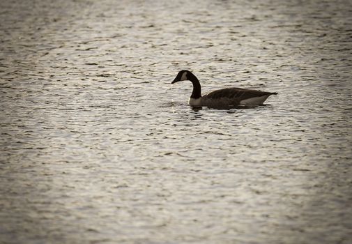 Canada Goose in Water with water dropping from beak.
