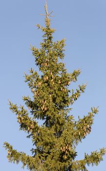 Top of Spruce Tree with a clear blue sky.