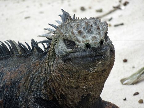 Marine iguana on Galapagos island, close up