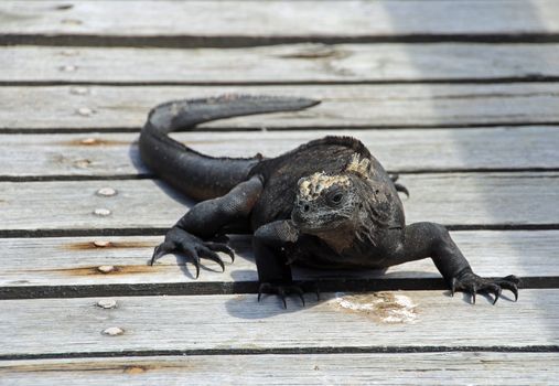 Marine iguana on Galapagos island walking on a footbridge, close up