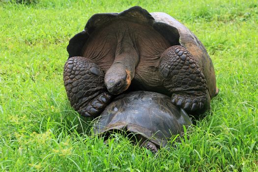 Galapagos giant tortoise mating, also called Galapagos turtle