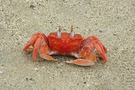 Galapagos ghost crab on Isabela Island walking at the sandy beach