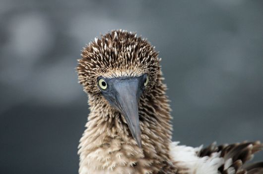 Blue footed booby close up on Galapagos Island