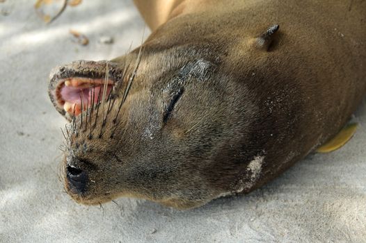 Sea lion lying in sand on beach, head close up on Galapagos island