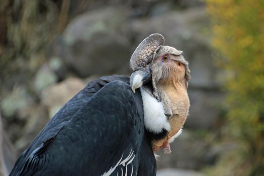 Andean condor sitting and close up posing