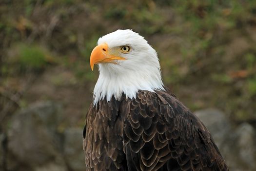 Bald eagle, close up portrait of white head