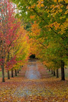 Path in Oregon Lined with Maple Trees in Fall Season