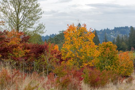 Maple Trees fall color foliage in Oregon during Autumn