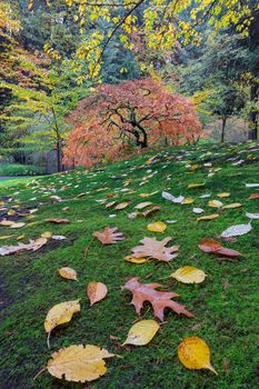 Japanese maple tree on a green mossy slope with fall foliage in Autumn