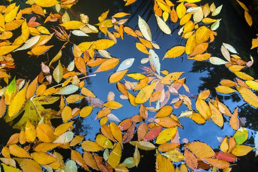 Colorful fall colors foliage leaves floating in garden pond in Autumn