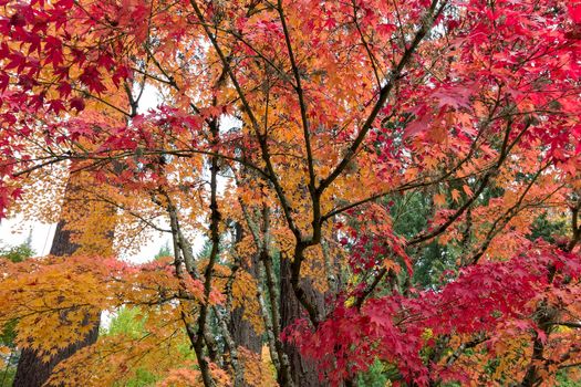 Japanese Maple Trees in fall color during Autumn Season