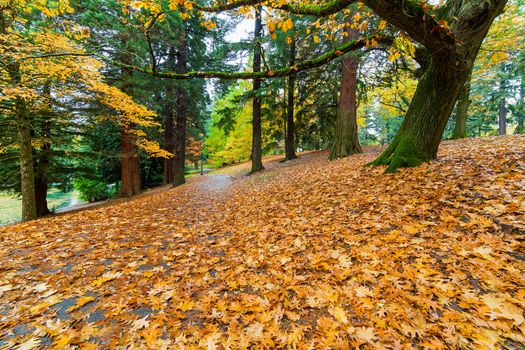 Garden path in Laurelhurst Park in Portland Oregon covered in Oak tree leaves during fall season