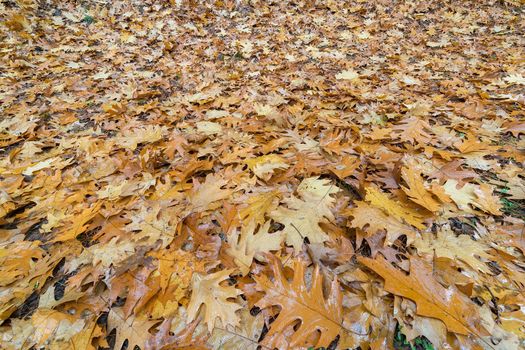 Fallen Oak Leaves on the Ground in Garden Park during Fall Season