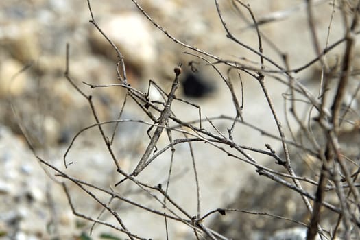 Stick grasshopper the master of camouflage, sitting on some branches in Pato Canyon, northern Peru.