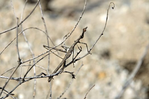 Stick grasshopper the master of camouflage, sitting on some branches in Pato Canyon, northern Peru.