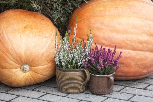 Autumn decoration with pumpkin and heather on the sidewalk

