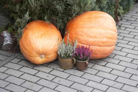 Autumn decoration with pumpkin and heather on the sidewalk

