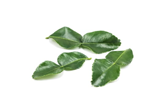 Kaffir lime (Bergamot) leaves isolated on white background.