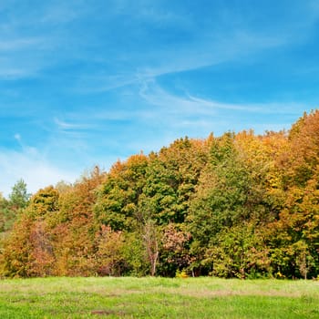 autumn forest, green meadow and blue sky