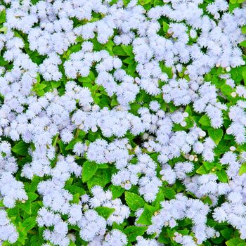 bright background of flowering outdoor plants