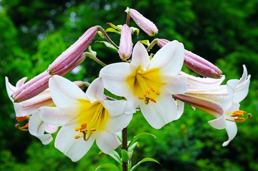 lily flowers on a green background