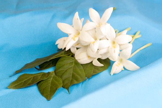 Millingtonia flowers on blue fabric. symbol of nursing thailand and Thai traditional medicine.