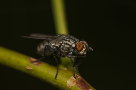 Closeup photo of a fly wth compound eyes