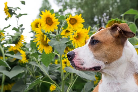 Staffordshire terrier dog side-view portrait in front of sunflowers outside on a summer day