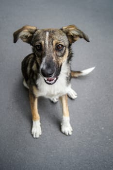 Portrait of a homeless young dog sitting on a pavement