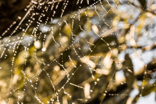 Macro image of a spider web with drops of dew lit by the autumn sun