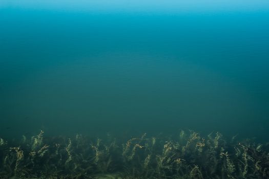 Top view of clean blue water of a lake with sea-grass in the bottom of the picture